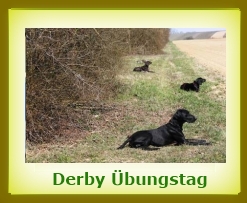 Derby bungstag 2013a