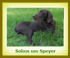 Solms 2010 a