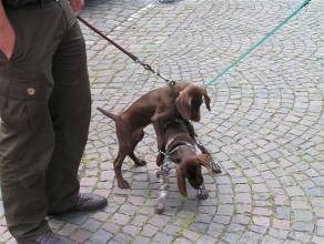 Zuchtschau2009-10