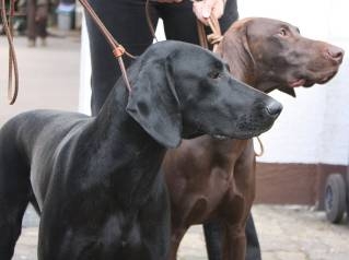 Zuchtschau2009-14