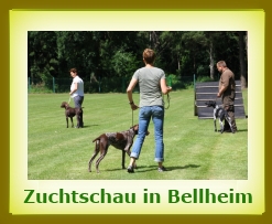 Zuchtschau 2013a