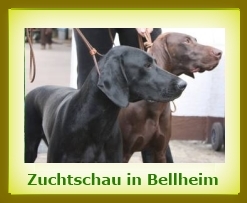 Zuchtschau in Bellheim a